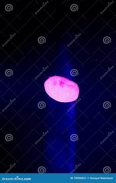 Aurelia Aurita or Moon Jellyfish Stock Image - Image of genetic, difficult: 70906031
