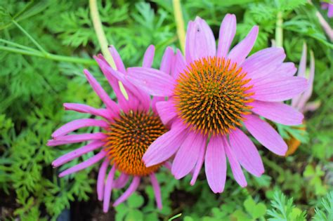 Echinacea Plant Uses
