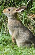 Image result for What Do You Feed a Wild Baby Bunny