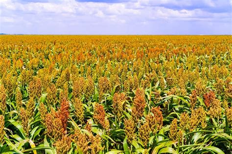 Sweet sorghum is a hardy, nutritious, biofuel crop that offers ...