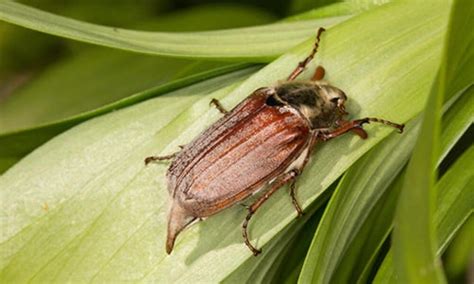 WebAstrologers Dream Dictionary | May Bugs | Bumblebee Dreams