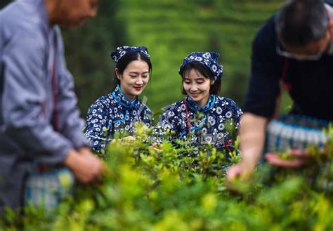 江西资溪：茶旅融合-人民图片网