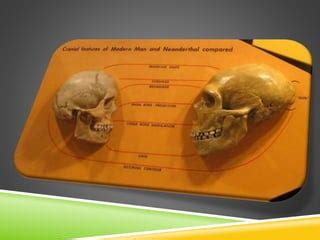 First Human Language 的图像结果