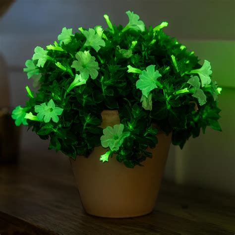 Amazon.com : Firefly Petunia Live Plants (3 Glowing Plants) – Glow-in ...