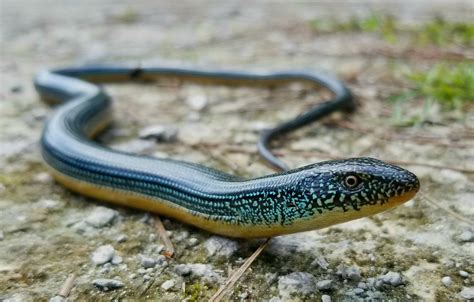 Eastern Glass Lizard