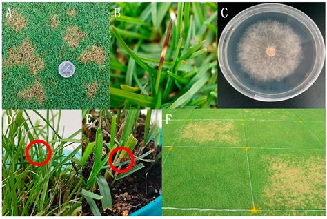 Re-Identification of Dollar Spot Pathogen on Creeping Bentgrass and ...
