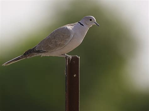 Birds of India - Eurasian Collared-Dove - Streptopelia decaocto ...