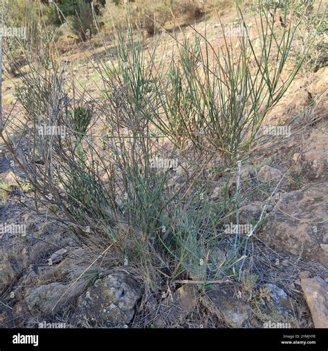 Spanish Broom (Spartium junceum Stock Photo - Alamy