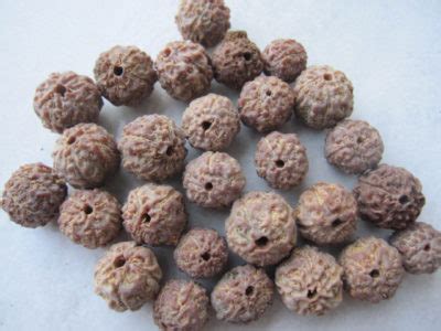 菩提樹の木や実 に対する画像結果