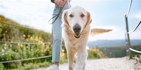 Dog Nutrition Tips & Information from Dog Experts | Purina US