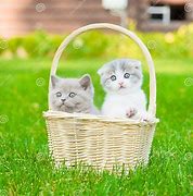 Image result for Kittens in Basket with Flowers