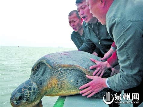 泉港：渔民放生140公斤百岁大海龟 可能曾在日本放生_新闻中心_新浪网