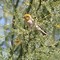 Image result for Cute Yellow Bird