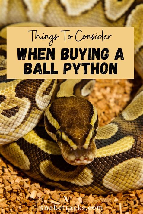 Image result for Ball Python Substrate