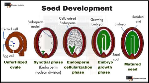 Seed Development 的图像结果