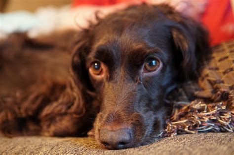 Cost of a Boykin Spaniel Puppy by US Region [2024] - iHeartDogs.com
