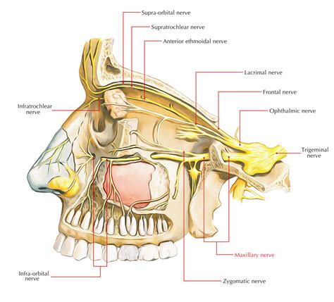 Branches Of Maxillary Nerve