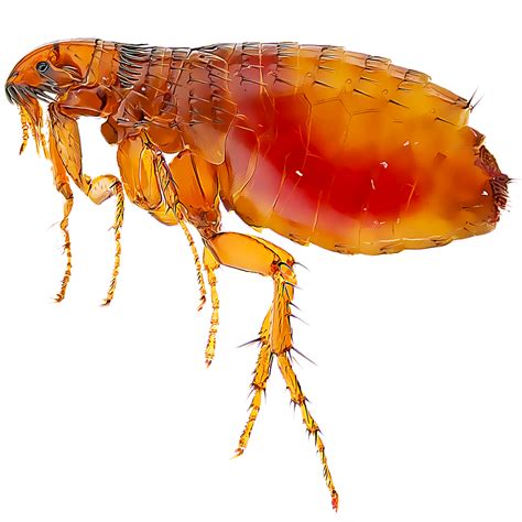 Flea Microscope 的图像结果