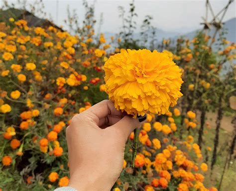 What Is Eating My Marigolds Plants at Candice Sundquist blog