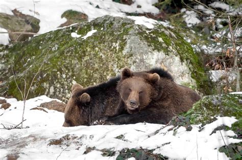 Five Animals That Hibernate the Longest - Animals Around The Globe