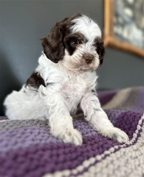 Female dog names needed! : r/lotr