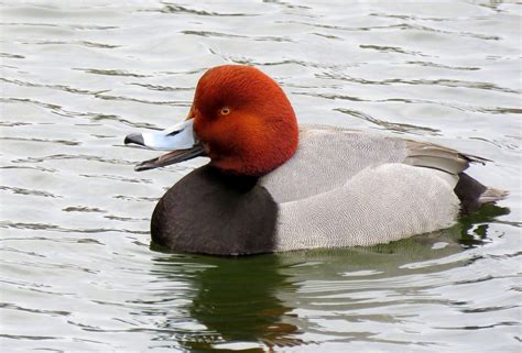 Redhead Duck in Open Water