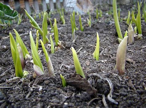 Image result for Plantlets Examples