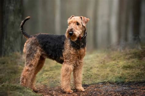 Top 10 Airedale Terrier Breeders In The U.S.