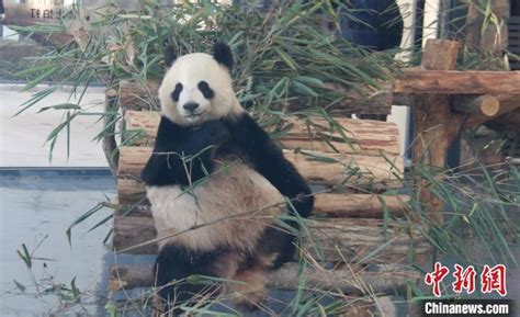 国宝传奇：大熊猫从雅安走向世界-北纬网（雅安新闻网）