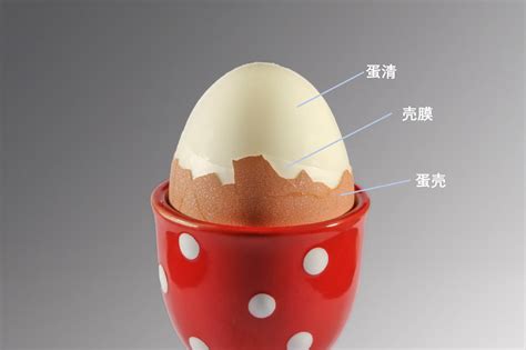 为了教你剥鸡蛋壳，科学家煮了540个鸡蛋_科普中国网