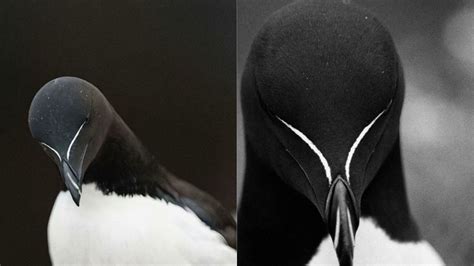 Razorbill (Cuntimal) | Know Your Meme