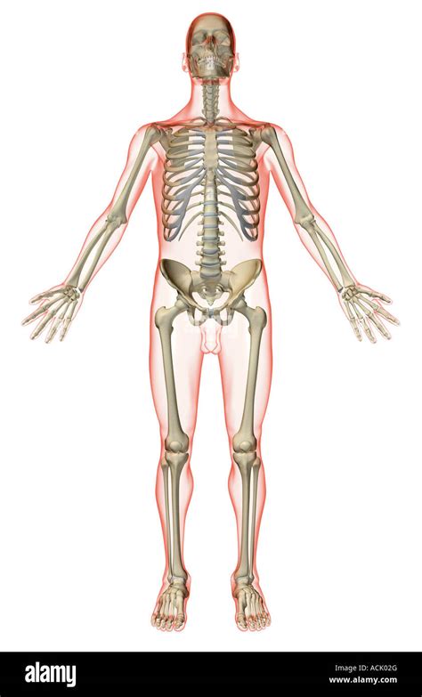 Image result for Skeletal Structural System