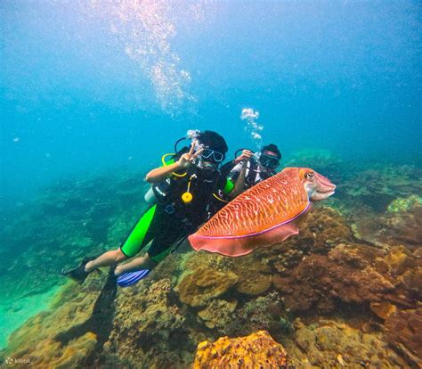 Maithon Private Island Small Group Scuba Diving: 2 Dives Half Day ...