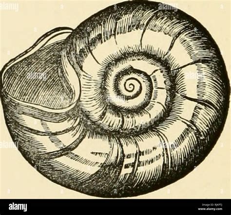 Image result for Natural Shell Structures