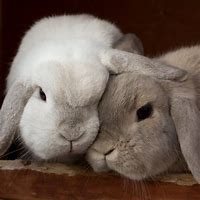Image result for bunnies hugging humans