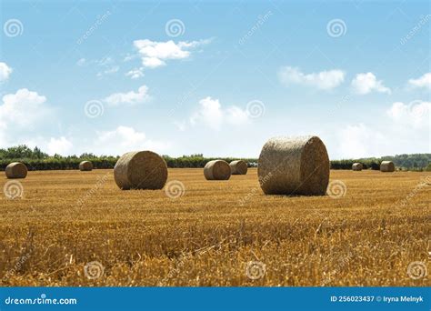 Paja Y Paja De Heno En El Campo. Paisaje Rural Inglés. Cosecha Dorada ...