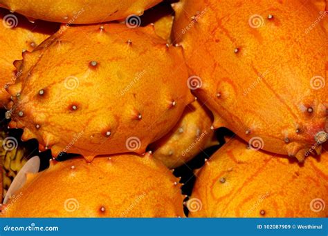 Cucumis Metuliferus, Horned Melon, Kiwano or African Horned Cucumber ...