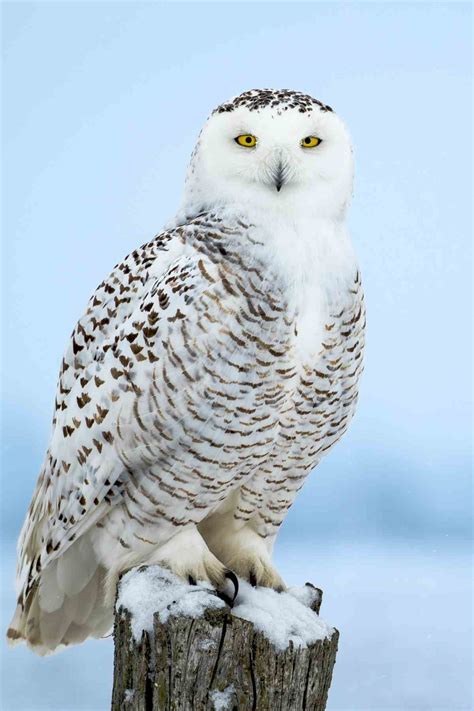 Owl Spirit Animal Meaning and Symbolism: Deep Wisdom And Intuitive ...