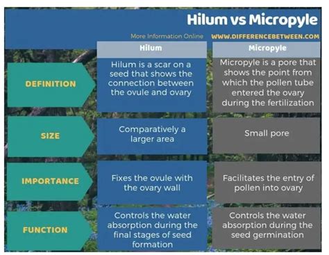 Differentiate between the following pairs of terms:a) Hilum and ...