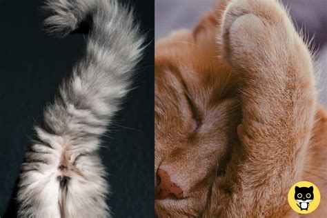 Worms in Cat's Butt - Feed Stray Cats