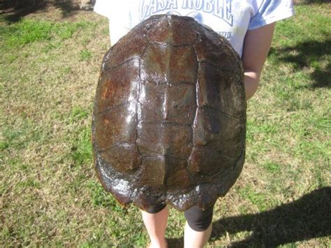 Image result for Common Snapping Turtle Shell