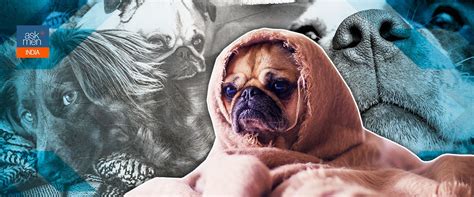 How To Reduce Stress Levels In Dogs During The Lockdown - Lifestyle