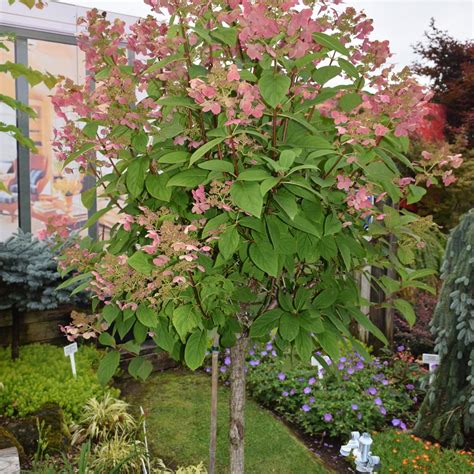 Image result for Pruning Quick Fire Tree Form Hydrangea