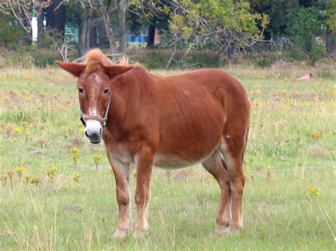 Image result for Mule 4 Foreach Example