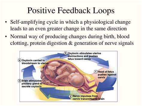 Image result for Positive Feedback Loop Example