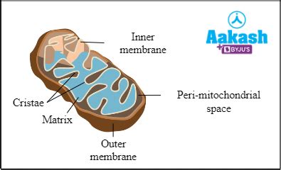 Difference Between Plant Cell and Animal Cell in Biology: Definition ...