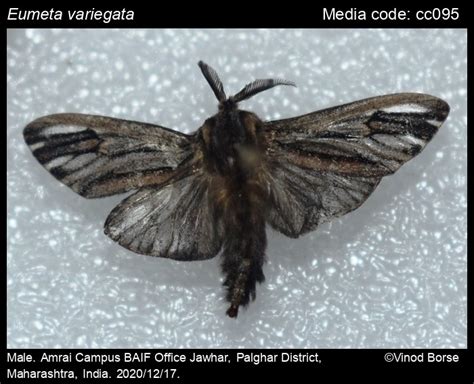 Eumeta variegata (Snellen, 1879) - Paulownia Bagworm | Moths
