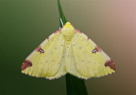 Image result for Moth Identifier