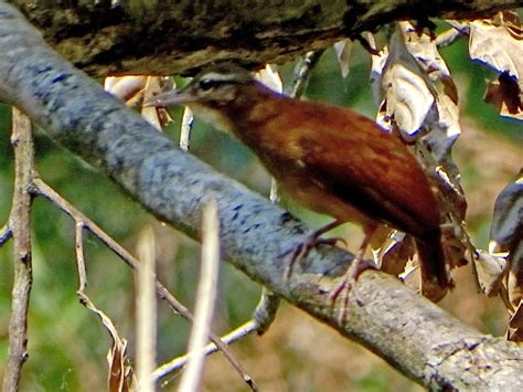 Pale-billed Hornero - eBird