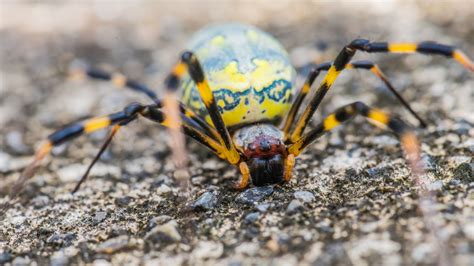 Giant Spiders Are Taking Over America's Most Popular National Park ...